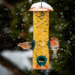 15% Off All Bird Feeders & Bird Seed In-Stock