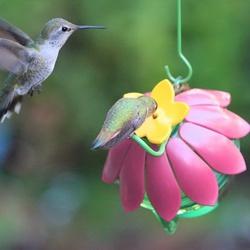 Natures Way So Real SFHF1 Hummingbird Feeder Single Flower 5 oz Nectar