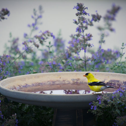 Outdoor Decor, Flags & Birding