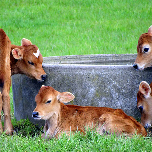 Equine & Livestock Care