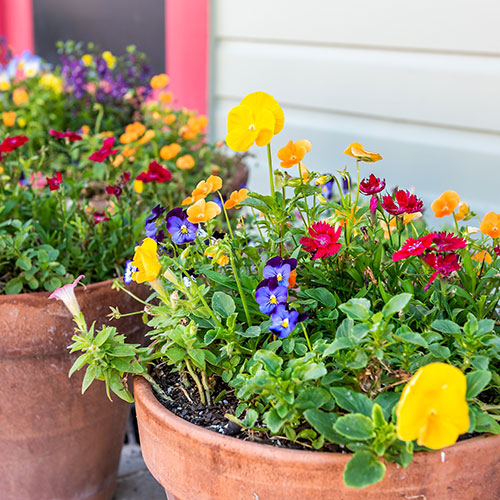 Lawn Plants & Flowers