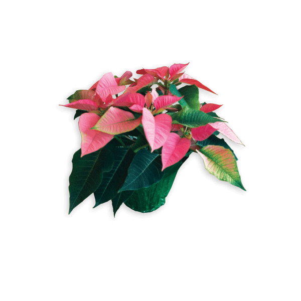 POINSETTIA-4 in ASSORTED