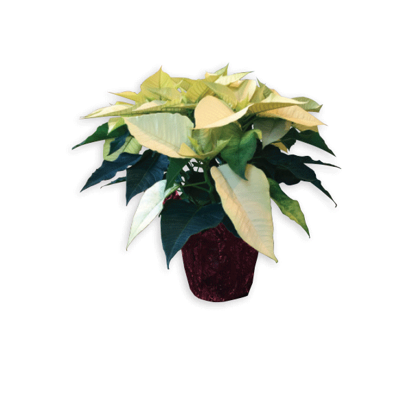 6 in Poinsettia-Assorted Colors