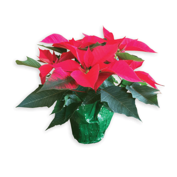 7.5 in POINSETTIA