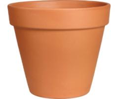 4 in Clay Pot