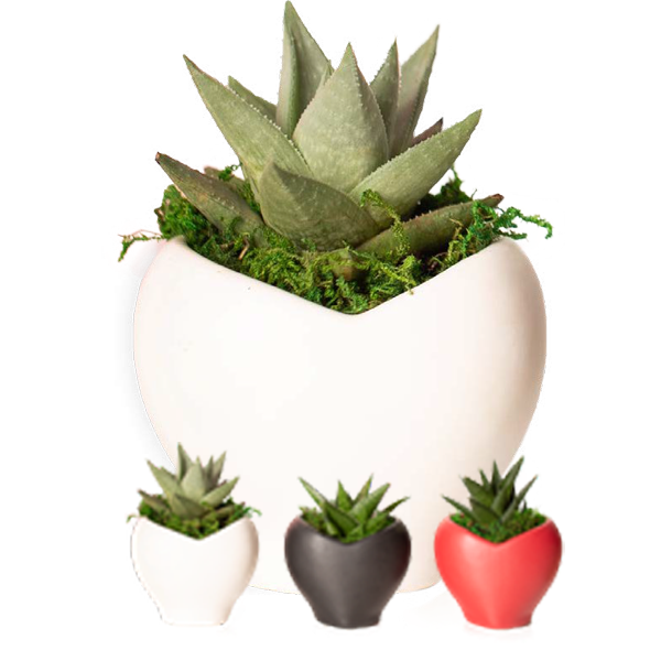 Live Trends Succulents - Stuck on You - Assorted Colors