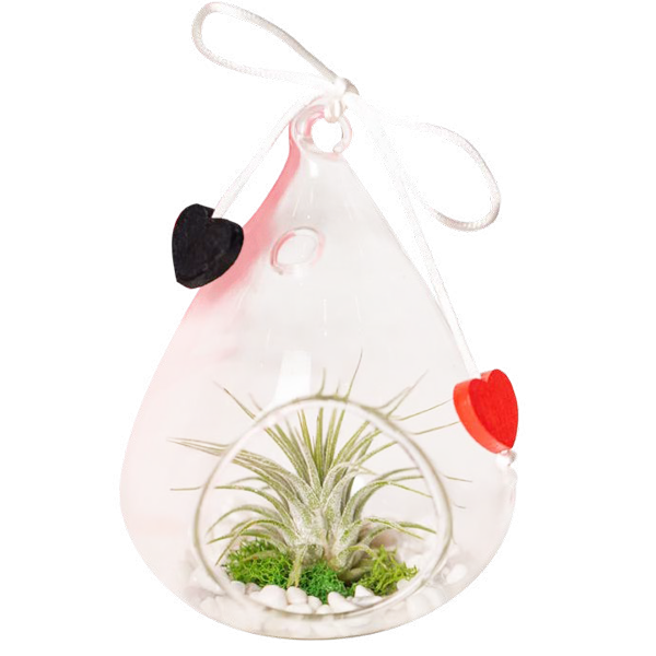 Live Trends Ionantha Air Plant - Two Hearts