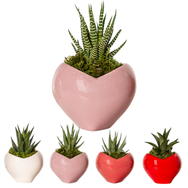 Live Trends Succulents - Modern Heart - Assorted Colors