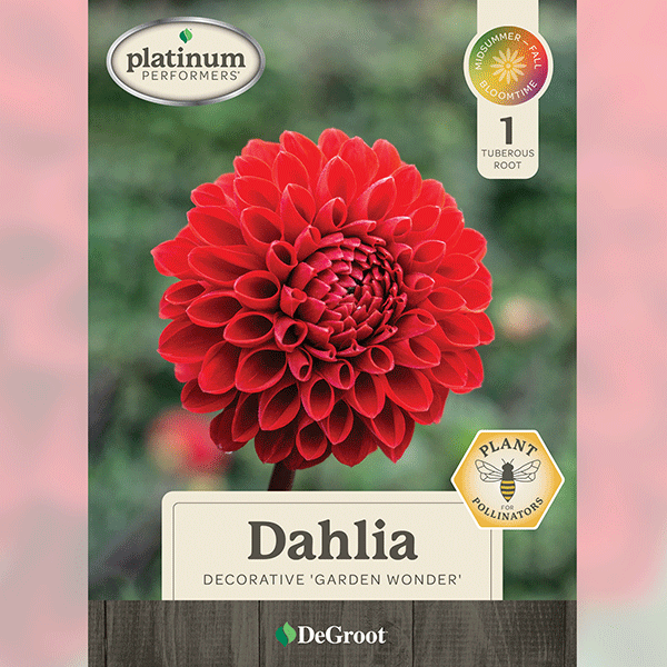 Dahila, Garden Wonder