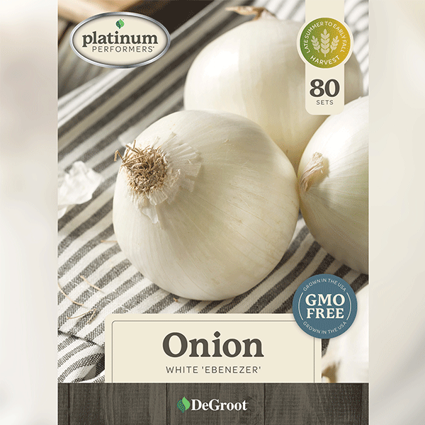 Onion, White Ebenezer