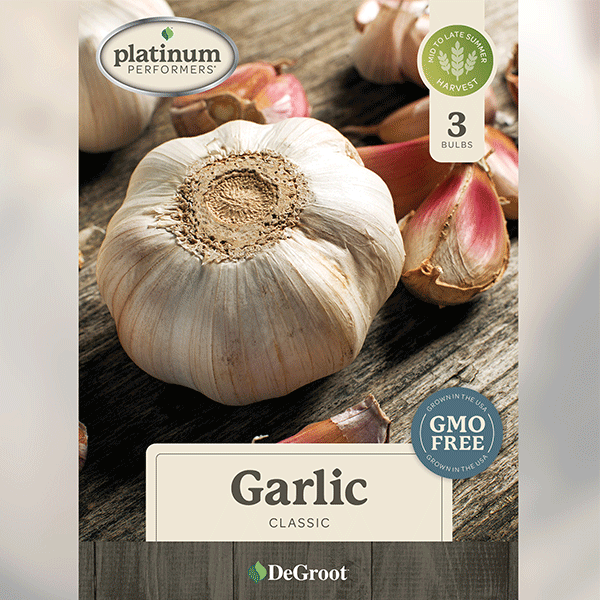 Garlic