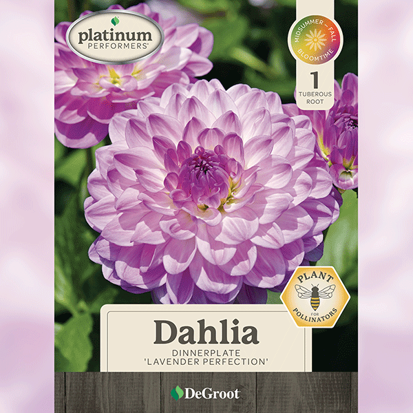 Dahila, Lavender Perfection