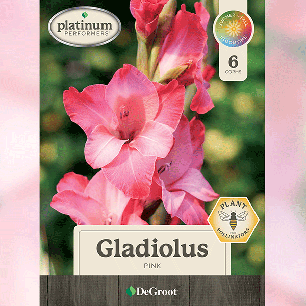 Gladiolus, Pink