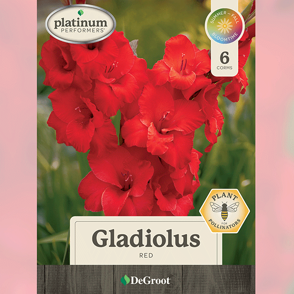 Gladiolus, Red