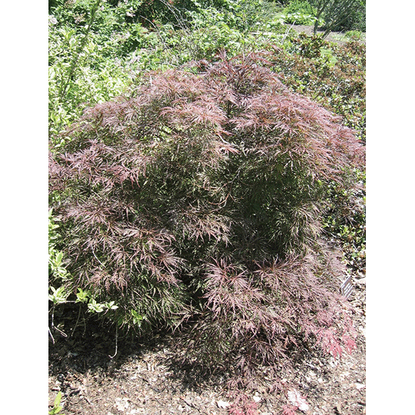 5 Gal - EVER RED JAPANESE MAPLE