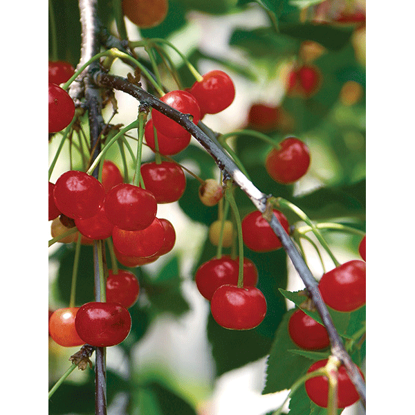 Departments 5 Gal MONTMORENCY CHERRY