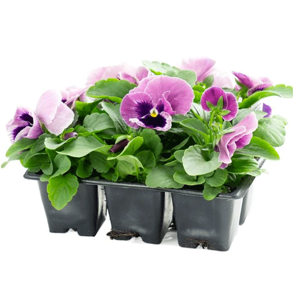 6 PACK BB Pansy Pink Berry