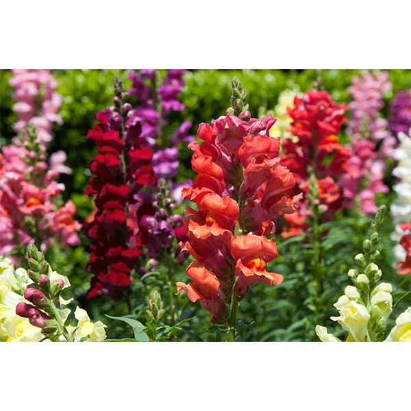 6 PACK BB Snapdragon Mix