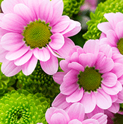 Plants, Trees & Bulbs - Sales Flyer