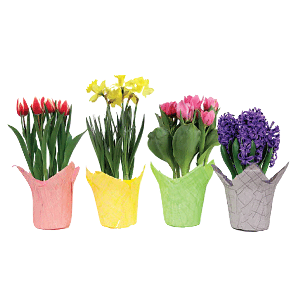 6" EASTER PLANT-ASSORTED