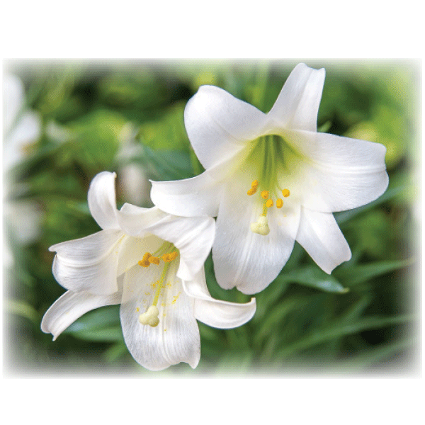 6 in EASTER LILY