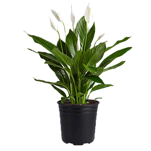 10" Peace Lily Spathiphyllum