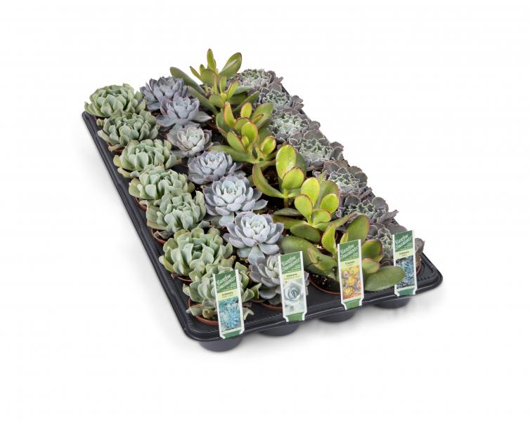 2" Succulents 4 trays x 32 pots