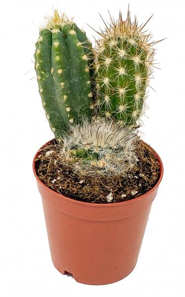 Cactus Trios 2